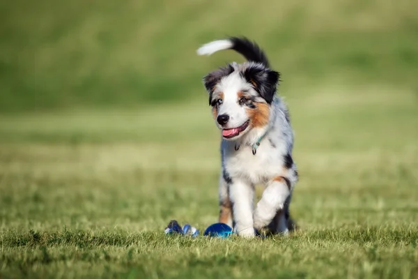 Australian Shepherd Puppy Walking Park — Stock Photo, Image