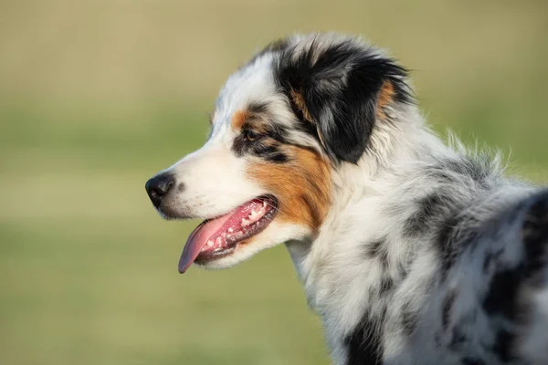 Australian Shepherd Puppy Posing Outdoors Summer — Stock Photo, Image