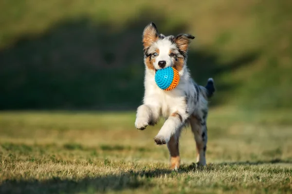 Cachorro Pastor Australiano Feliz Correndo Com Brinquedo Parque — Fotografia de Stock