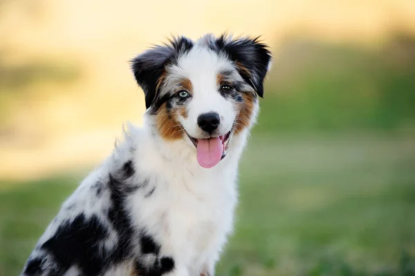 Happy Australian Shepherd Puppy Portrait Outdoors Summer — Stock Photo, Image