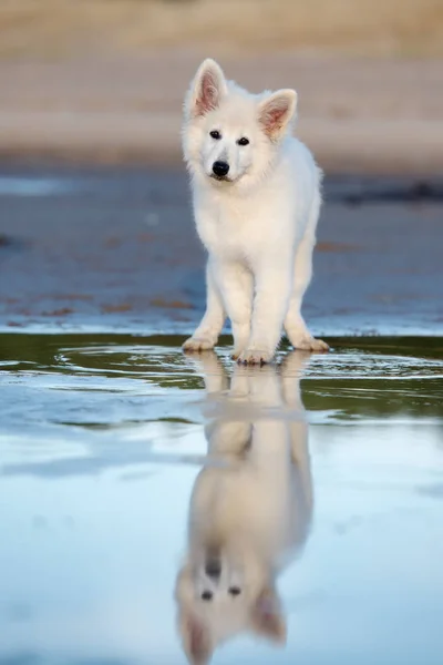 Cachorro Pastor Branco Uma Praia Frente Água Reflexão — Fotografia de Stock