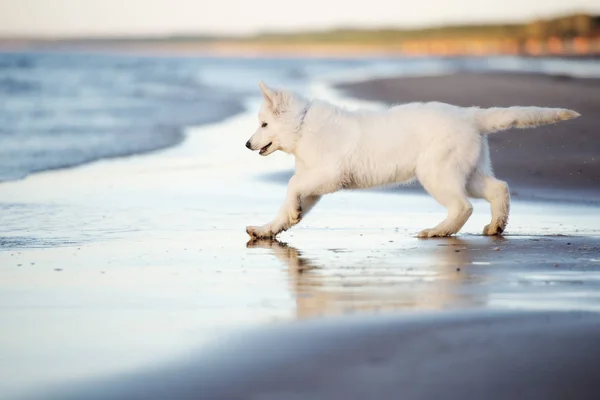 Beyaz Çoban Köpeği Kumsalda Yürüyor — Stok fotoğraf