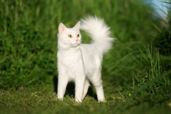 Gato Blanco Con Cola Esponjosa Pie Aire Libre Verano —  Fotos de Stock