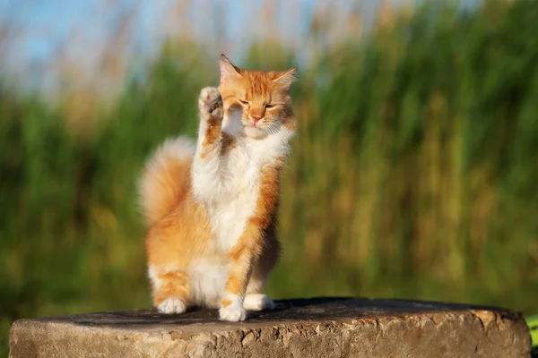 Красный Пушистый Кот Машет Лапой Воздухе — стоковое фото