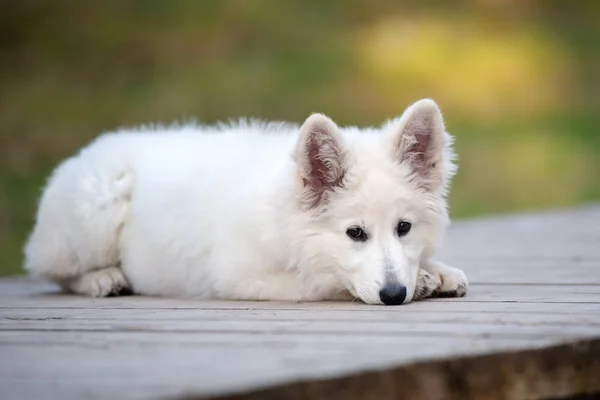 Weißer Schäferhund Welpe Posiert Wald — Stockfoto