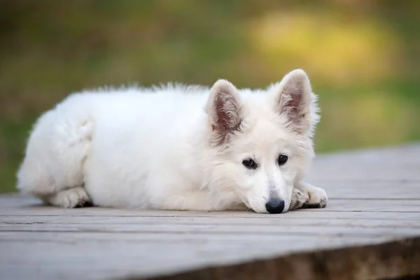 Chiot Berger Blanc Posant Dans Forêt — Photo