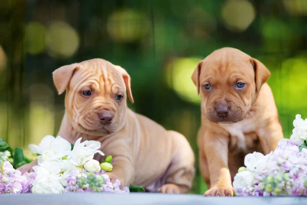 Amerikan Pitbull Teriyeri Yazın Açık Havada Resmedilir — Stok fotoğraf