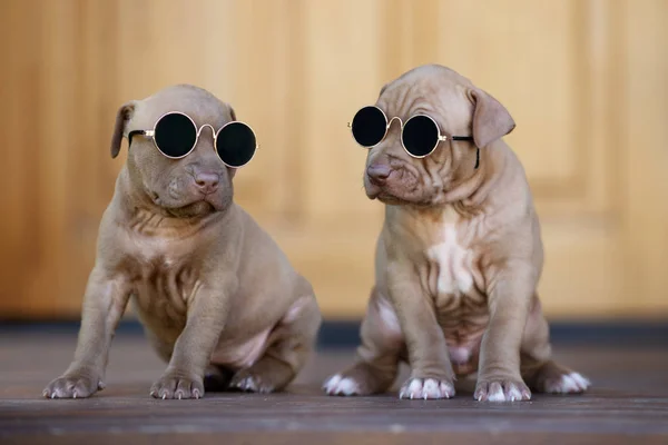 two adorable puppies in sunglasses