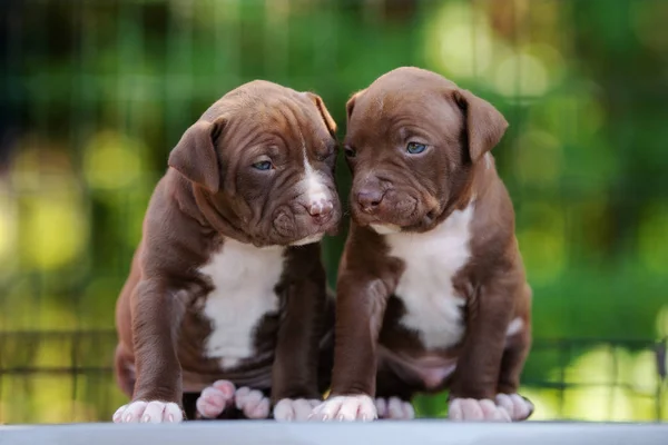 Dois Americanos Pit Bull Terrier Cachorros Retrato Livre Verão — Fotografia de Stock
