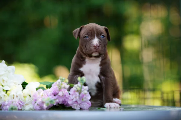 Amerikaanse Pit Bull Terrier Puppy Portret Buiten — Stockfoto