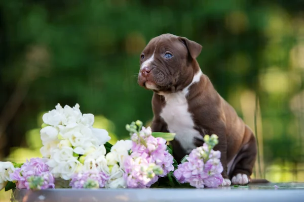 Americano Pit Bull Terrier Cachorro Retrato Livre — Fotografia de Stock