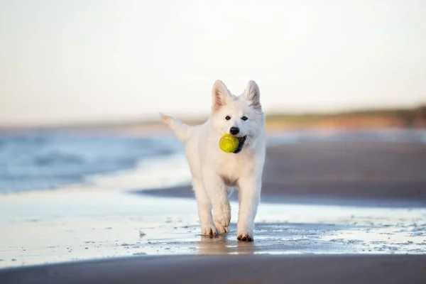 Beyaz Sviçreli Çoban Köpeği Sahilde Koşuyor — Stok fotoğraf