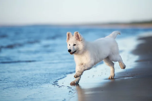Witte Zwitserse Herder Puppy Loopt Een Strand — Stockfoto