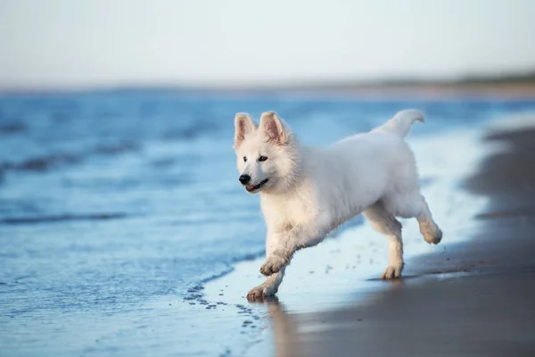 Bianco Pastore Svizzero Cucciolo Esecuzione Una Spiaggia — Foto Stock