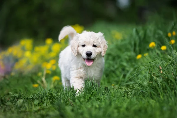 Gelukkige Golden Retriever Puppy Wandelen Gras — Stockfoto