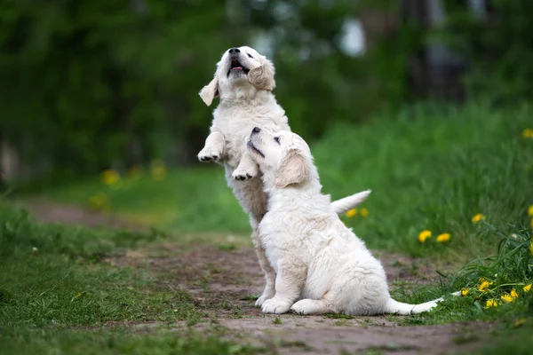 Two Golden Retriever Puppies Playing Outdoors Summer — Stock Photo, Image