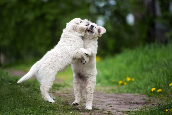 Twee Golden Retriever Puppies Spelen Buiten Zomer — Stockfoto