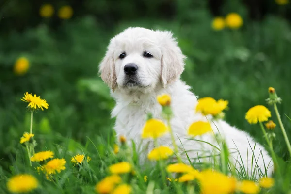 夏に黄色の花で愛らしい黄金のリトリーバー子犬 — ストック写真