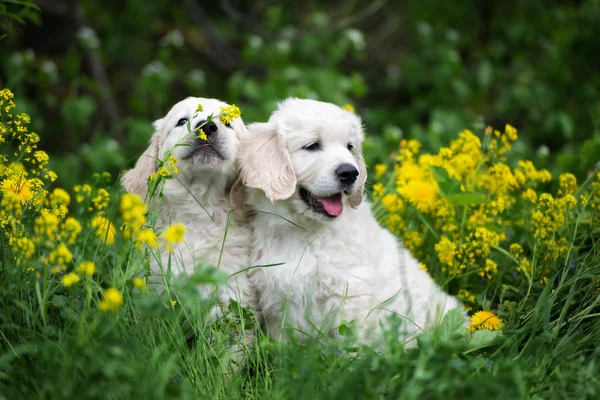 Two Golden Retriever Puppies Sitting Outdoors Summer — Stock Photo, Image