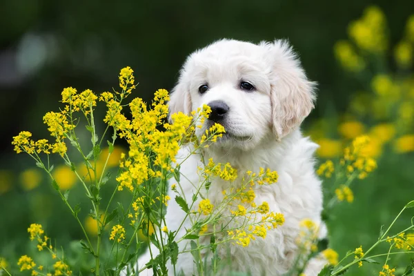 夏天黄色花朵中可爱的金毛猎犬 — 图库照片