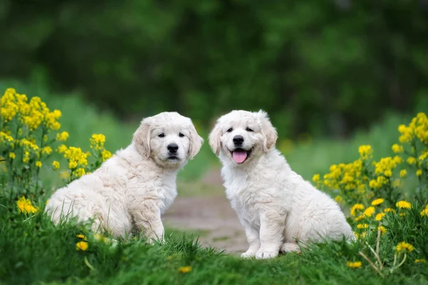 Due Cuccioli Golden Retriever Seduti All Aperto Estate — Foto Stock