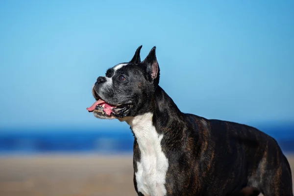 Starý Německý Boxer Pes Portrét Pláži — Stock fotografie
