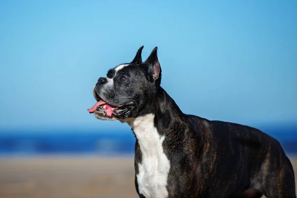 Vieux Portrait Chien Boxeur Allemand Sur Plage — Photo