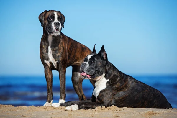 Dwa Psy Bokserskie Pozujące Plaży — Zdjęcie stockowe