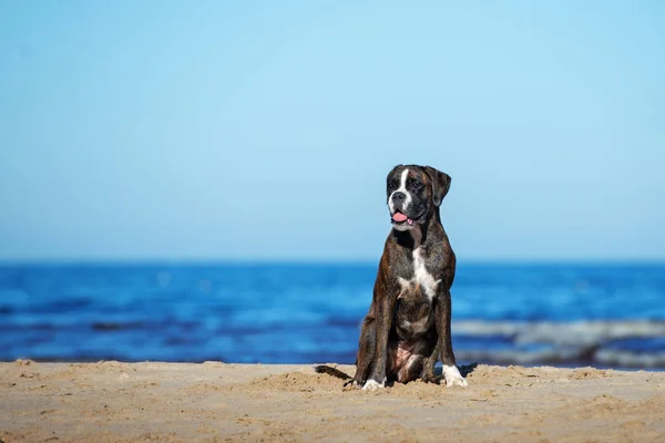 德国拳击手狗在海滩上 — 图库照片