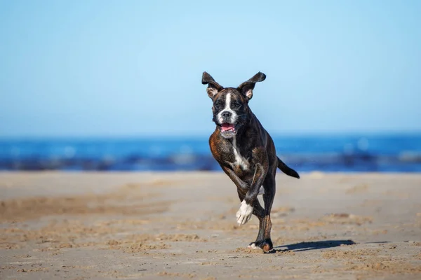 Boldog Bokszoló Kutya Fut Strandon — Stock Fotó