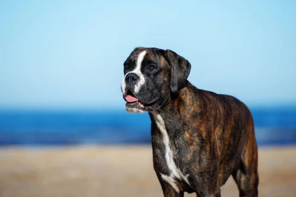 Německý Boxer Pes Pláži — Stock fotografie