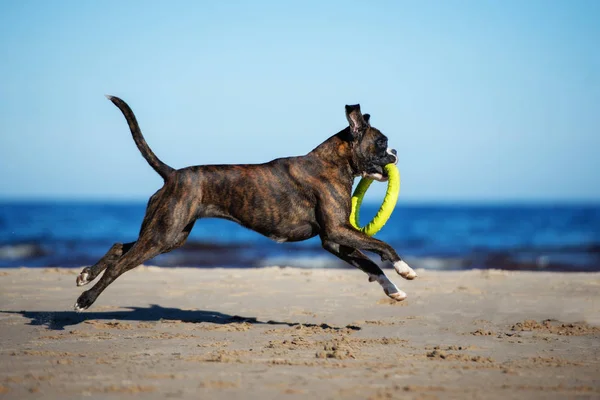 Kumsalda Koşan Mutlu Boksör Köpeği — Stok fotoğraf