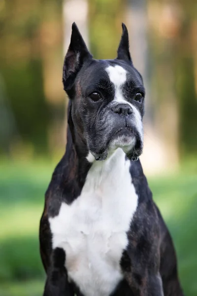 Boxerhund Poserar Utomhus Sommaren — Stockfoto