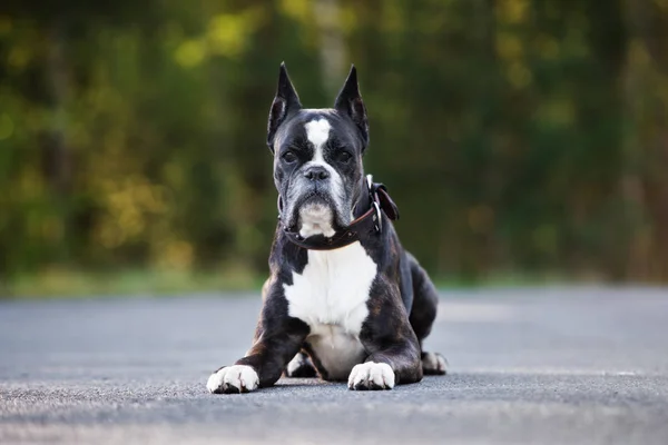 Boxerhund Poserar Utomhus Sommaren — Stockfoto