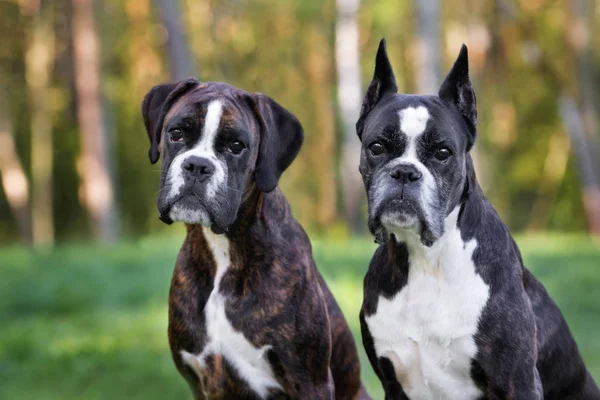 Two Boxer Dogs Portrait Outdoors Summer — Stock Photo, Image