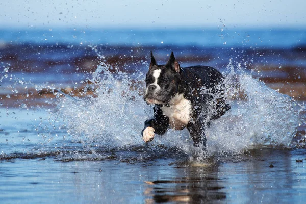 Boldog Bokszoló Kutya Fut Strandon — Stock Fotó