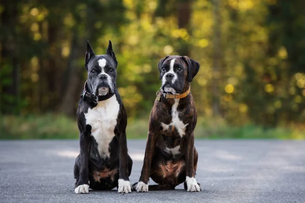 Два Боксерських Собаки Сидять Разом Відкритому Повітрі — стокове фото