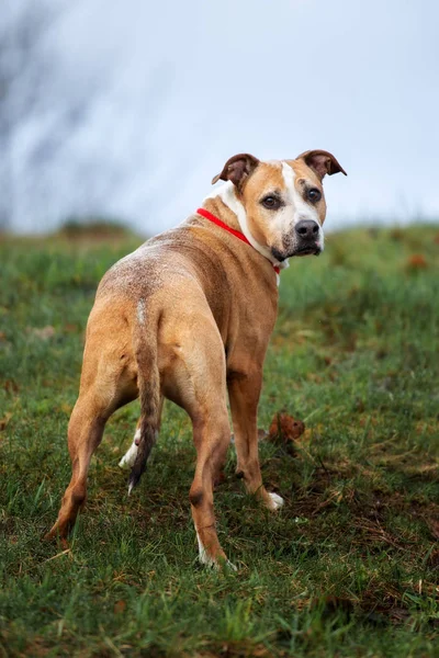 Vermelho Americano Pit Bull Terrier Cão Posando Livre — Fotografia de Stock