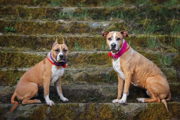 Amerikan Personeli Teriyer Köpekleri Yazın Dışarıda Birlikte Poz Veriyorlar — Stok fotoğraf