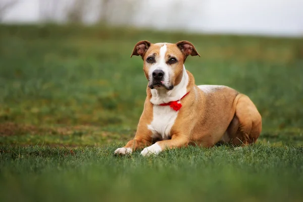 Red American Pit Bull Terrier Dog Posing Outdoors — Stock Photo, Image