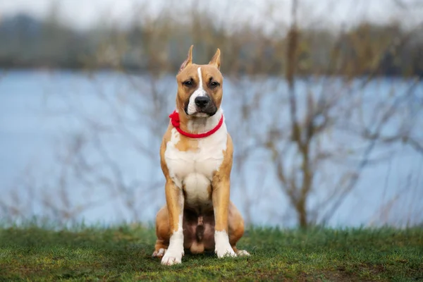 Amerikanischer Staffordshire Terrier Hund Posiert Freien — Stockfoto