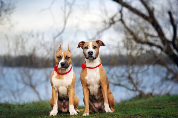 Dwa Amerykańskie Psy Terrier Staffordshire Pozowanie Razem Świeżym Powietrzu Lecie — Zdjęcie stockowe