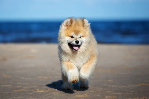 Glücklich Flauschiger Akita Welpe Läuft Sommer Strand — Stockfoto