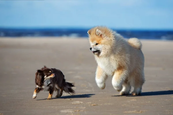 Twee Gelukkige Puppies Spelen Een Strand Samen — Stockfoto