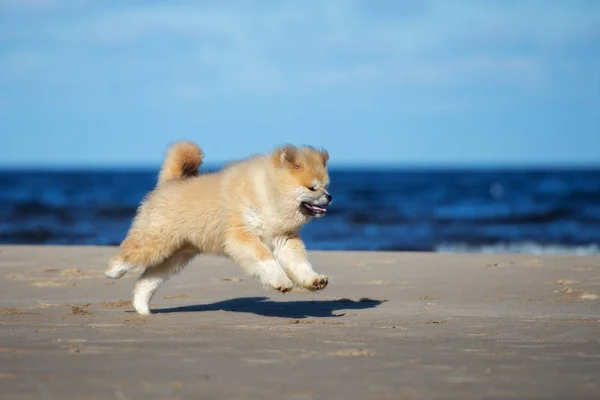 Gelukkig Pluizig Akita Puppy Loopt Een Strand Zomer — Stockfoto