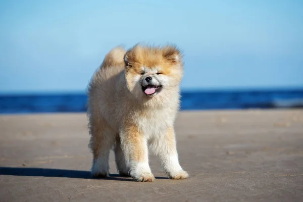 Gelukkig Akita Puppy Staan Een Strand — Stockfoto