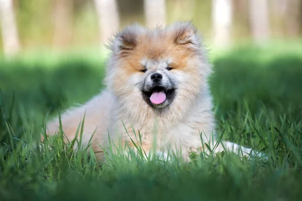 幸せなふわふわ子犬秋田は夏に屋外でポーズ — ストック写真