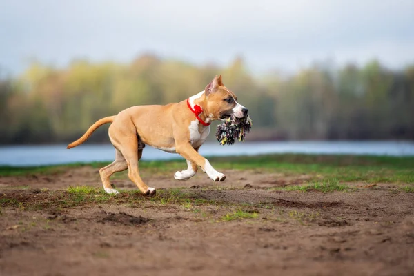 Boldog Amerikai Staffordshire Terrier Kiskutya Fut Szabadban Ősszel — Stock Fotó