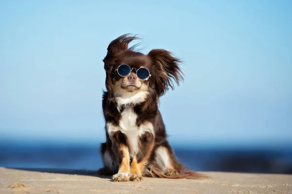 Fresco Cane Chihuahua Occhiali Sole Seduto Una Spiaggia — Foto Stock