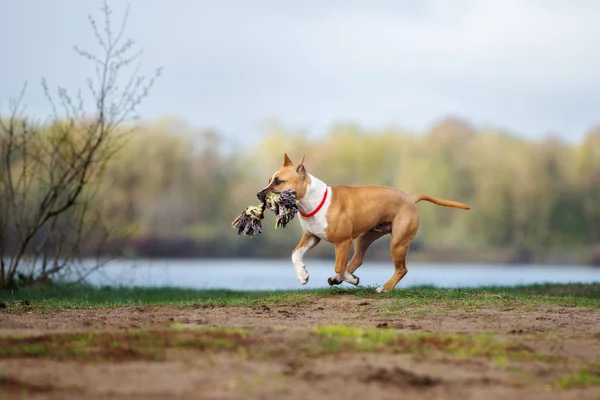 Mutlu Amerikan Personeli Teriyer Köpeği Sonbaharda Dışarıda Koşuyor — Stok fotoğraf